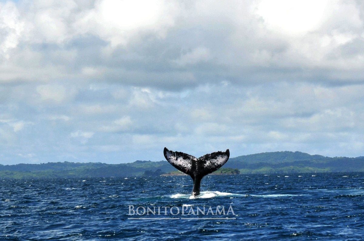 Ballenas - Whales in Panama
