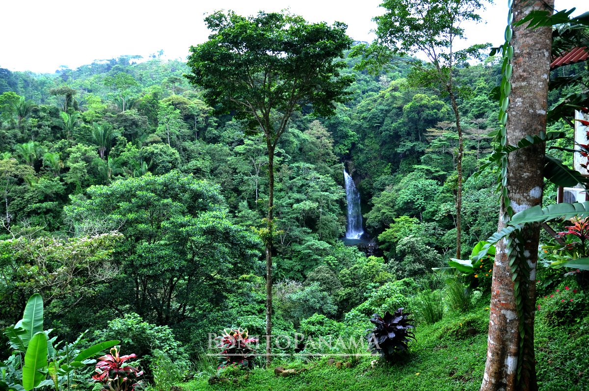 Rainforest with waterfall - Cascada Tavida, Penonomé Coclé
