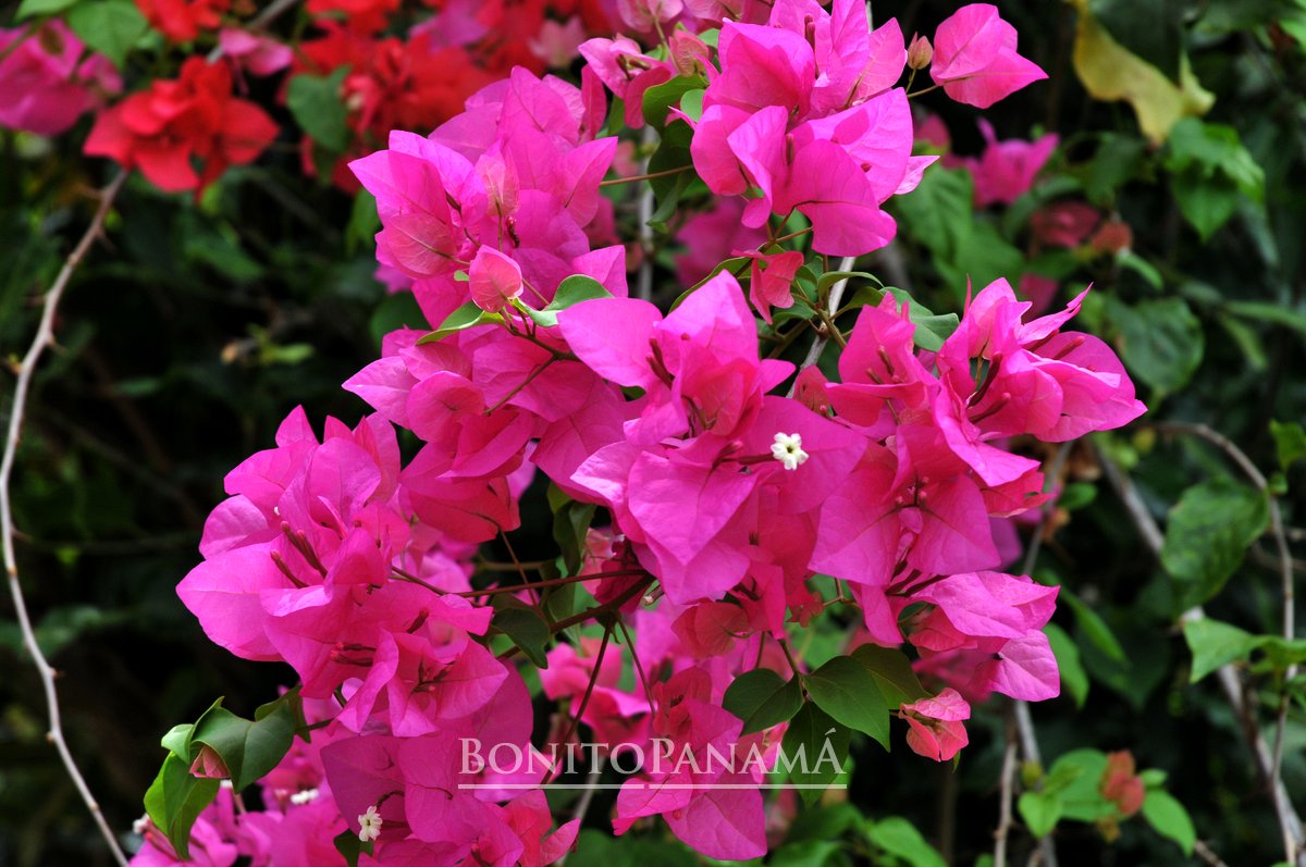 La variedad de colores de las flores en Panamá