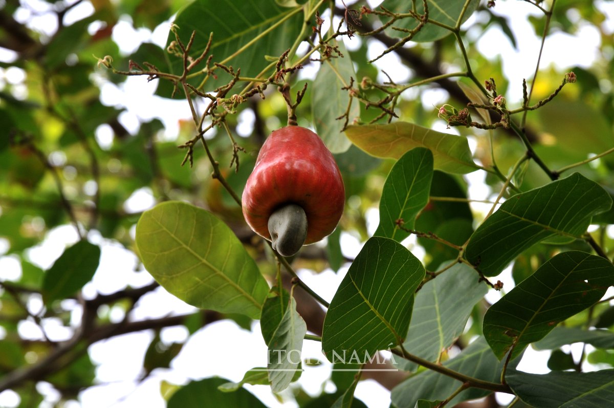 Cashews Früchte - Marañón