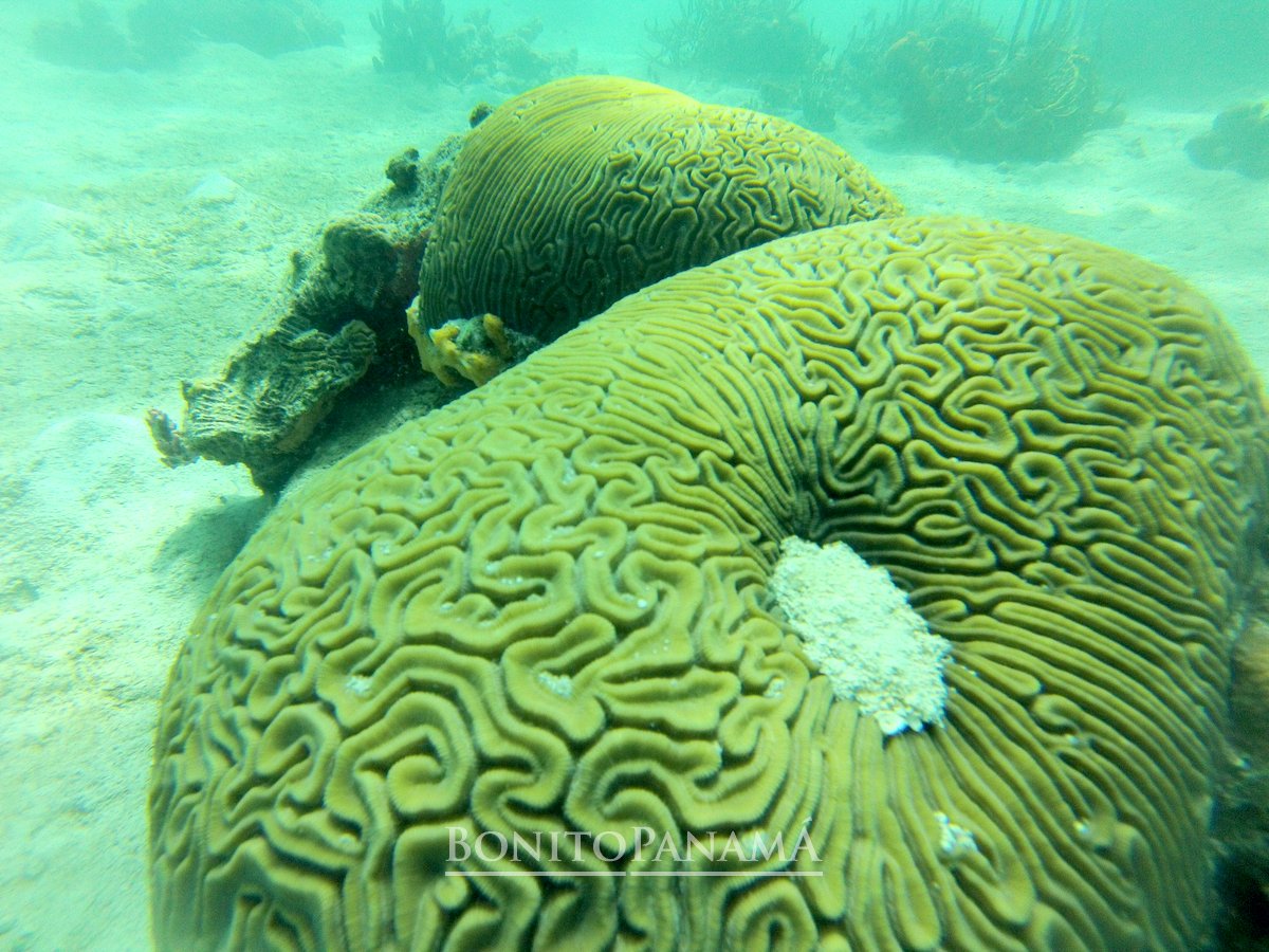 Unique underwater world - Bocas Del Toro, Panama