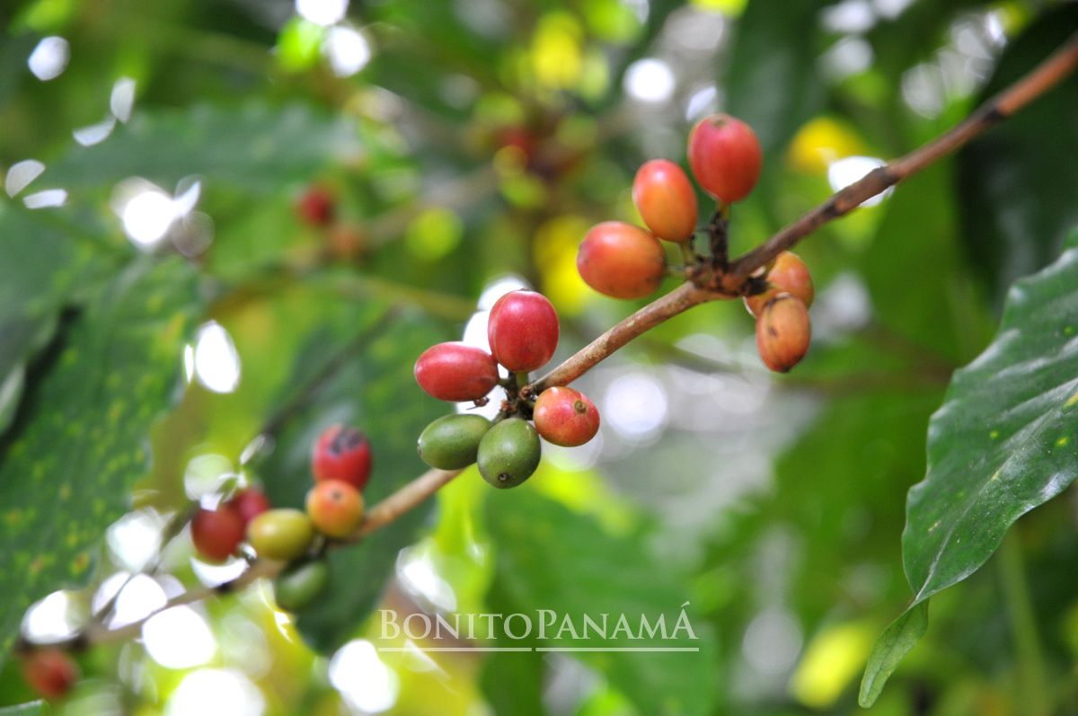 Kaffeepflanzen in Panama